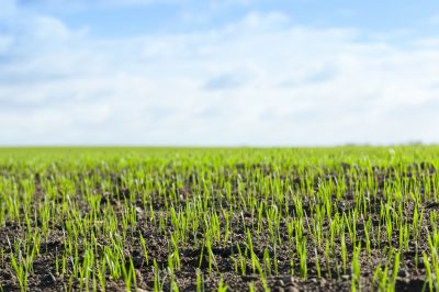 Hydro Grass Seedings in Spring