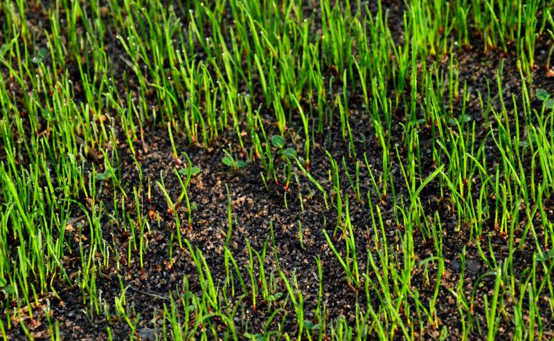 Hydro Grass Seedings in Fall