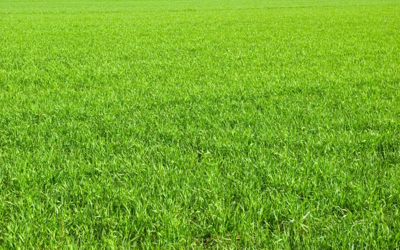 Residential Lawn Seeding in Ventura County, CA