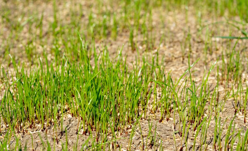 Residential Lawn Seeding in Ventura County, CA