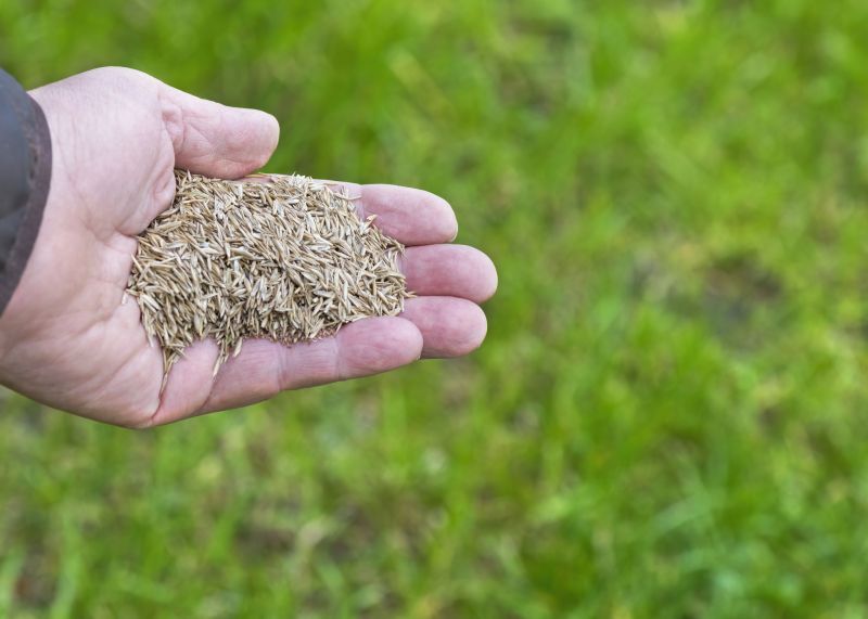 Turf Seeding in Ventura County, CA