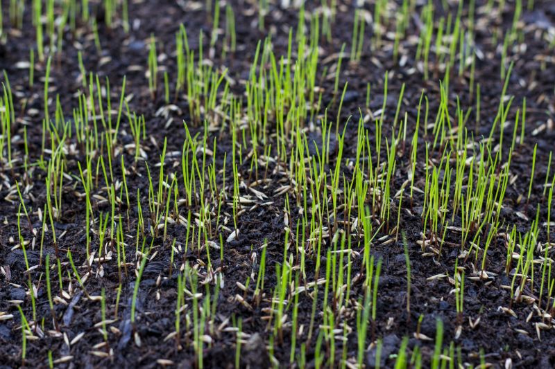 Yard Seeding in Ventura County, CA